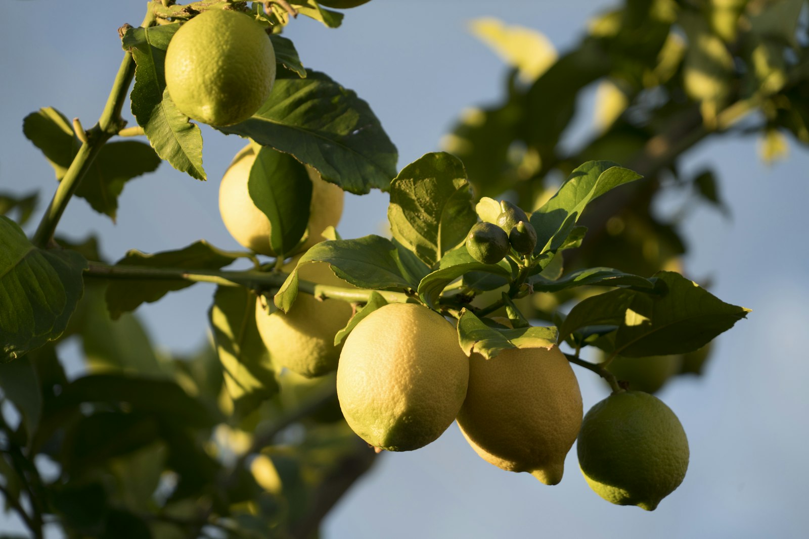 Lemons growing on a tree